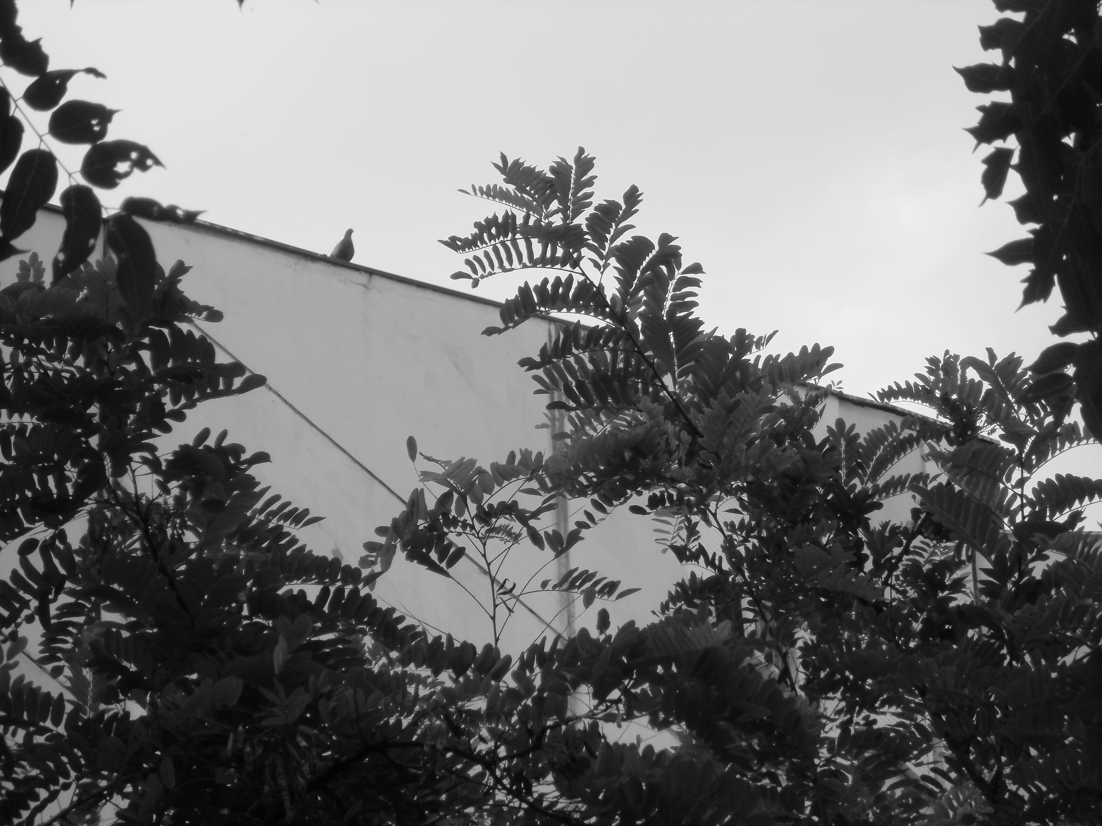 photo of a pigeon on the edge of a roof